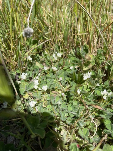 iNaturalist observation photo of Subterranean Clover