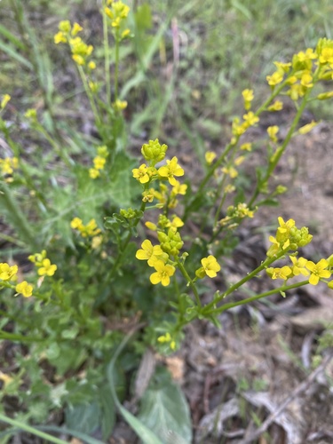 iNaturalist observation photo of American yellowrocket