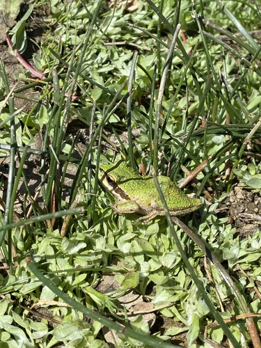 iNaturalist observation photo of Pacific chorus frog