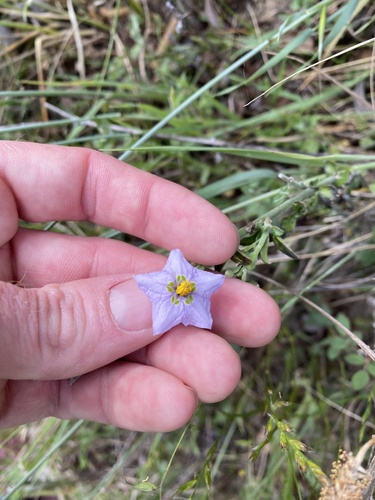 iNaturalist observation photo of bluewitch nightshade