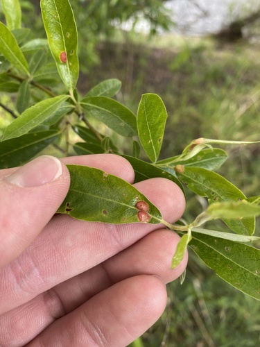 iNaturalist observation photo of Willow Apple Gall Sawfly