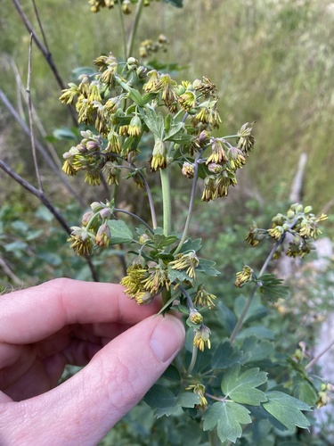 iNaturalist observation photo of Fendler's Meadow-rue