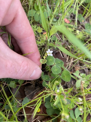 iNaturalist observation photo of spring beauties