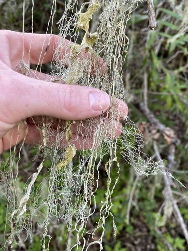 iNaturalist observation photo of lace lichen