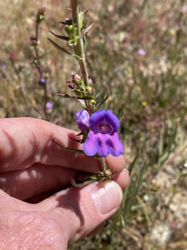 iNaturalist observation photo of Bunchleaf Penstemon