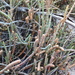Salicornia capensis - Photo (c) Edward Adonis, todos os direitos reservados, uploaded by Edward Adonis