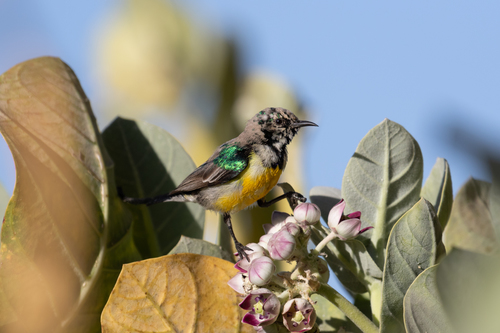 Nile Valley Sunbird