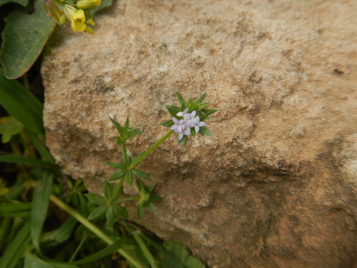 Field madder