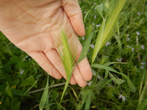 wall barley