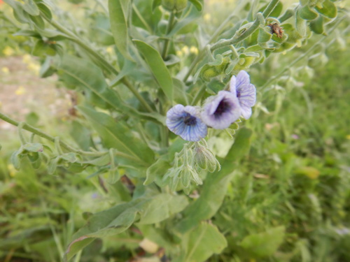 blue hound's-tongue