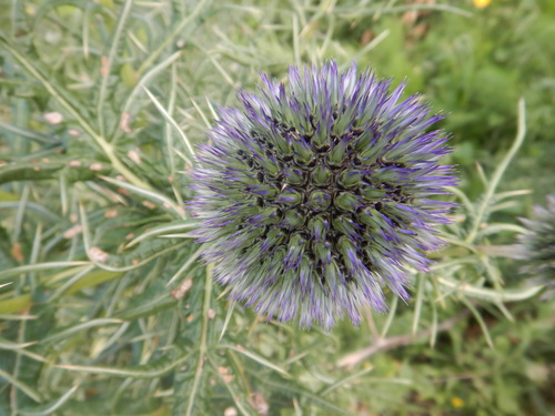 Echinops bovei