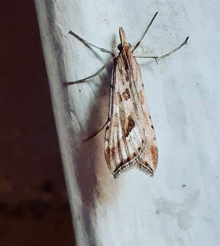 Black Wedge Pyralis