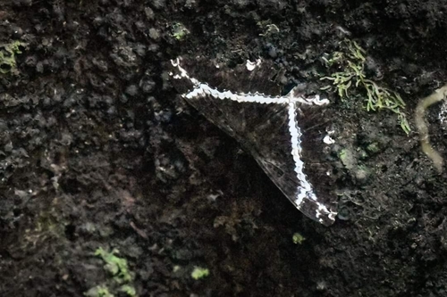 Latebraria nymphaloides