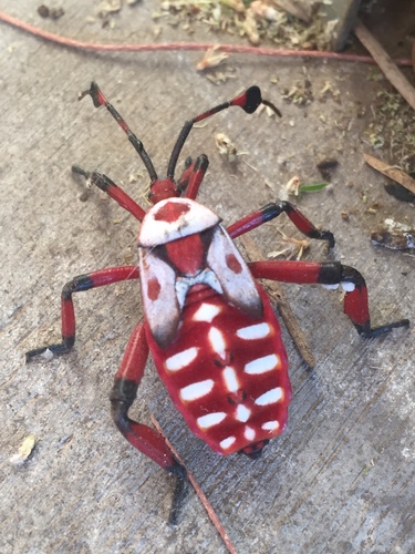 Giant Mesquite Bug