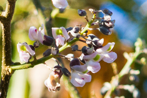 Jamaican dogwood