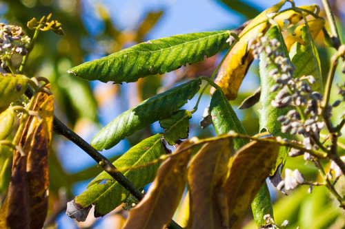 Jamaican dogwood