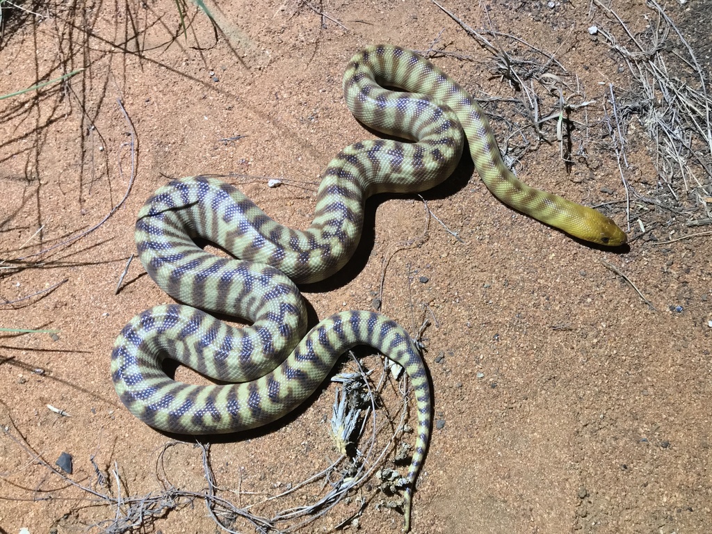 Woma Python in April 2022 by Bruce Edley · iNaturalist