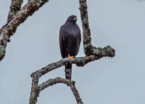 Ovambo Sparrowhawk