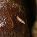 Pseudobuliminus meiacoshimensis - Photo 由 Bridelia 所上傳的 (c) Bridelia，保留所有權利