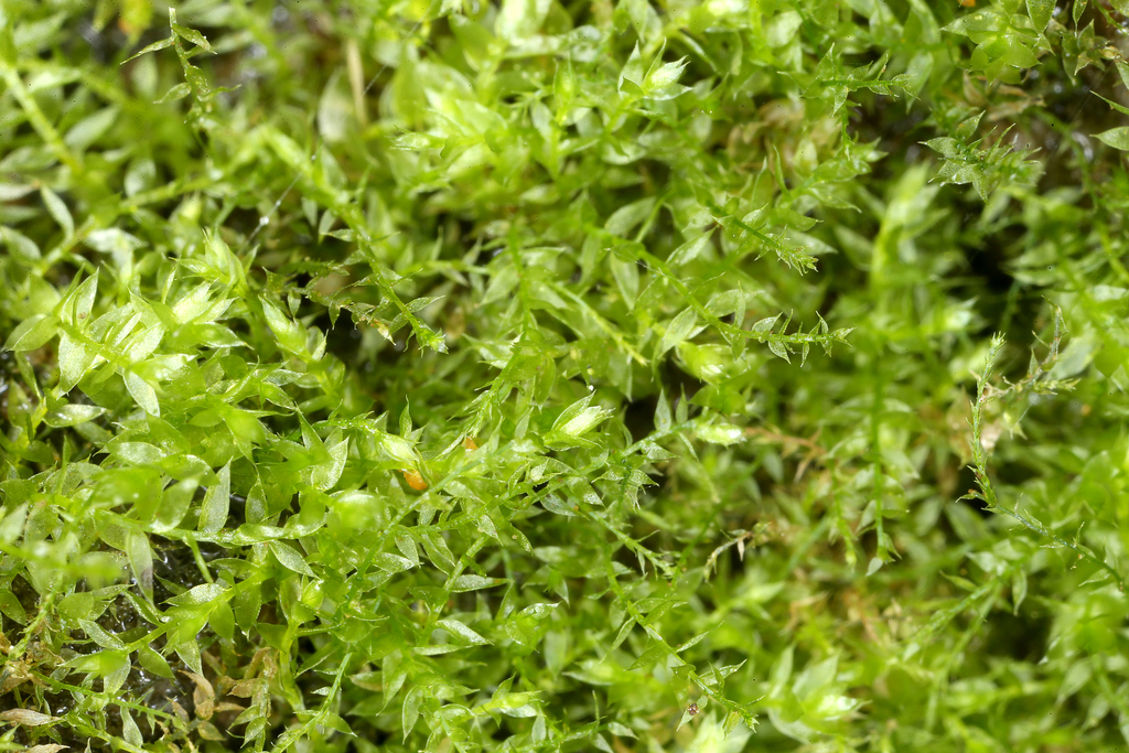 Plagiothecium from Deutschlandsberg, Österreich on May 02, 2022 at 11: ...