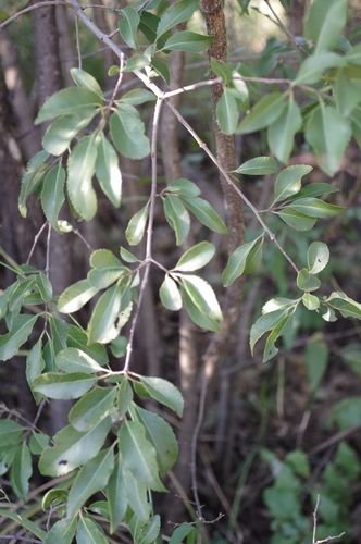 Condiment Saffron (Elaeodendron matabelicum)