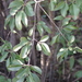 Elaeodendron matabelicum - Photo 由 Cathy Sharp 所上傳的 (c) Cathy Sharp，保留所有權利