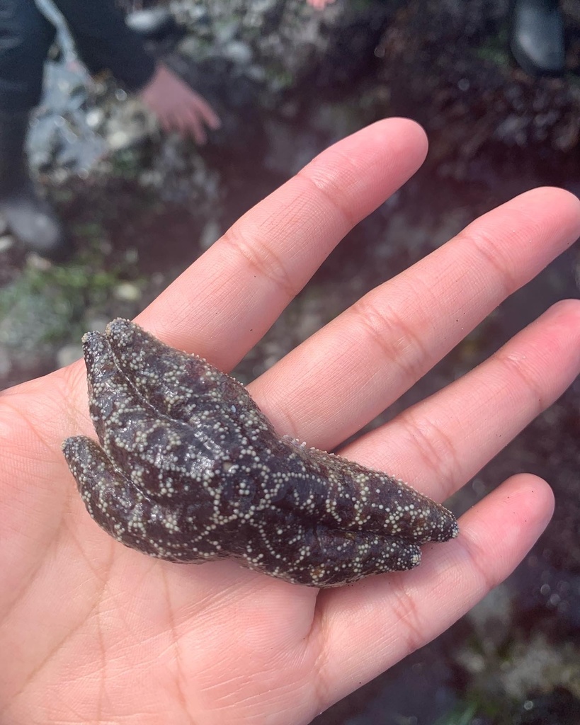 ochre-sea-star-from-north-pacific-ocean-ca-us-on-april-23-2022-at-11