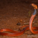 Red Spitting Cobra - Photo (c) Robin James, all rights reserved, uploaded by Robin James
