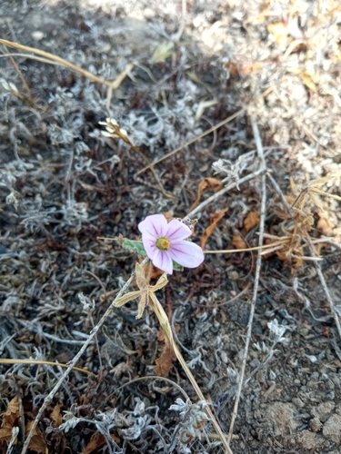 iNaturalist observation photo of Mediterranean Stork's-bill