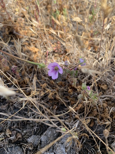 iNaturalist observation photo of Mediterranean Stork's-bill