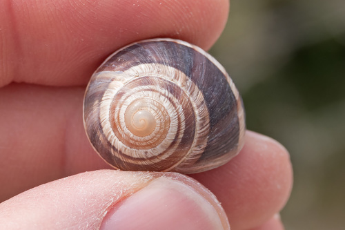 Pronubal Snail
