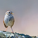 Eastern Swamp Sparrow - Photo (c) mcthomas, all rights reserved, uploaded by mcthomas