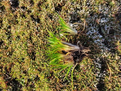 Isoetes boliviensis · iNaturalist Canada
