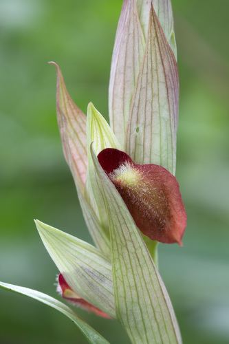 Serapias