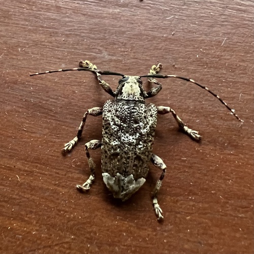 Trypanidius apicalis