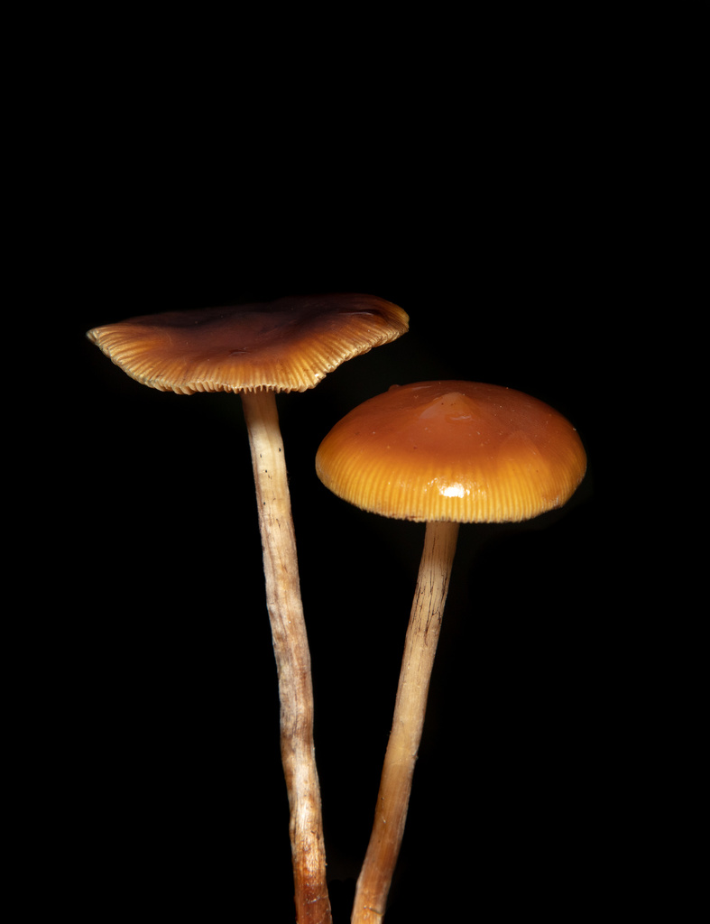 Psilocybe subaeruginosa in May 2022 by Nic Vlattas · iNaturalist