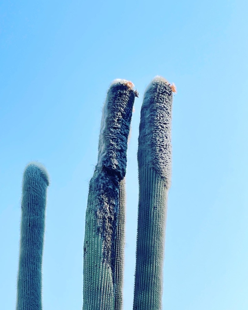 Old Man Cactus In May 2022 By Ignacio Badillo INaturalist   Large 