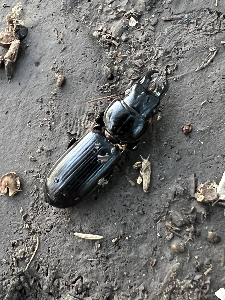 Bigheaded Ground Beetle from Apple Valley Dr, San Antonio, TX, US on