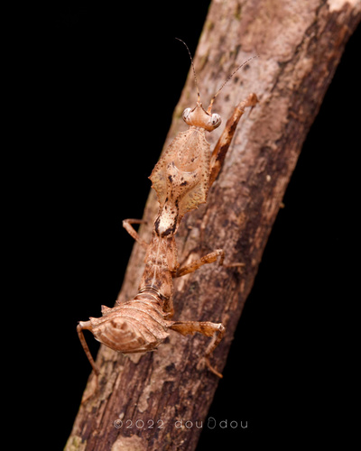 PARABLEPHARIS KUHLII ASIATICA