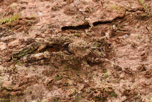 Borboropactus longidens · iNaturalist