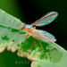 Chaetogonopteron - Photo (c) 豆豆, all rights reserved, uploaded by 豆豆