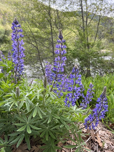Suksdorf's lupine (Lupinus suksdorfii)