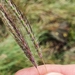 Dichanthium setosum - Photo (c) Luis Webber, all rights reserved, uploaded by Luis Webber