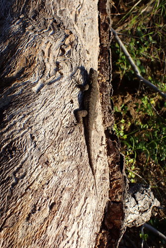 iNaturalist observation photo of Western Fence Lizard