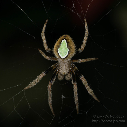 Tropical Orbweaver