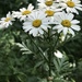 Tanacetum corymbosum corymbosum - Photo (c) t0ntie, all rights reserved, uploaded by t0ntie