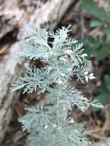 Austrian Mugwort
