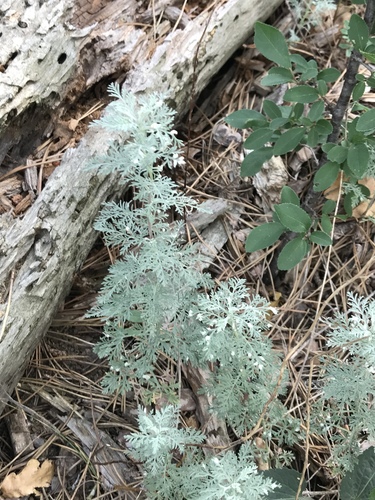 Austrian Mugwort