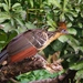 Hoatzin - Photo (c) Joan Septembre, all rights reserved, uploaded by Joan Septembre