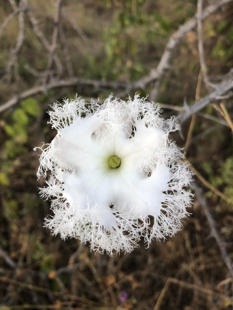 Sesamothamnus busseanus
